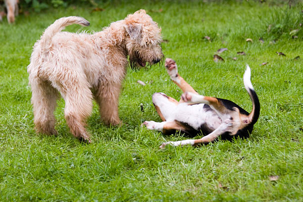 Fritta in dogschool - foto stock