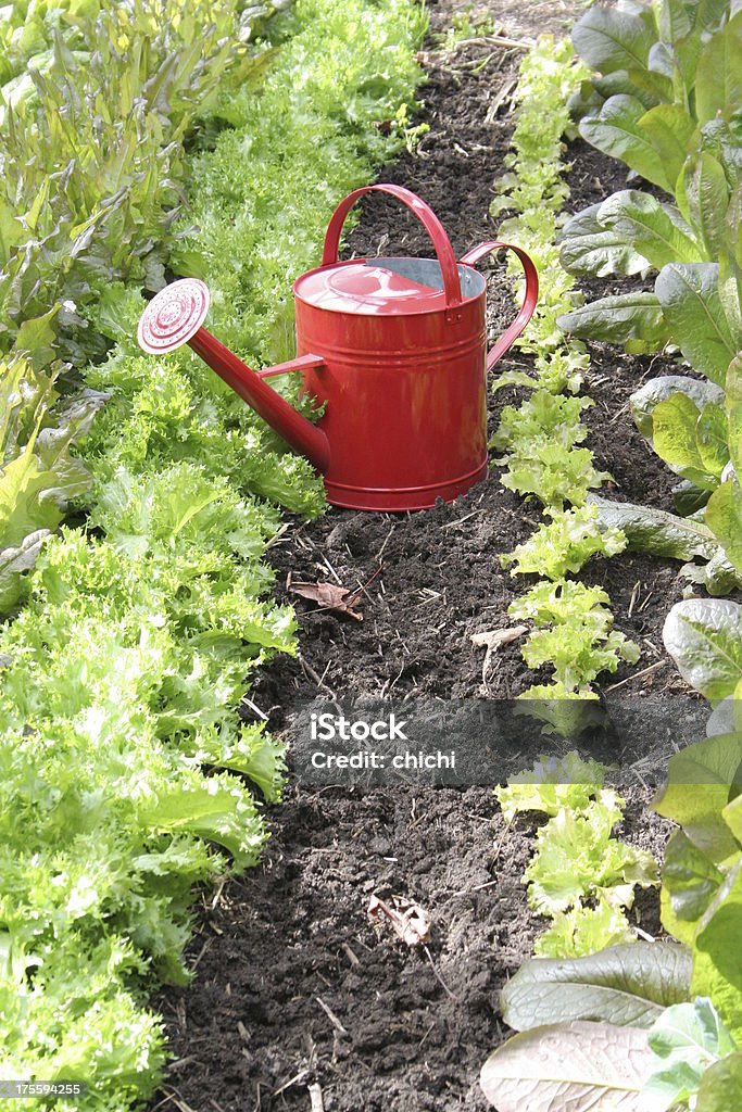 Rote Gießkanne vertikale - Lizenzfrei Bewässern Stock-Foto