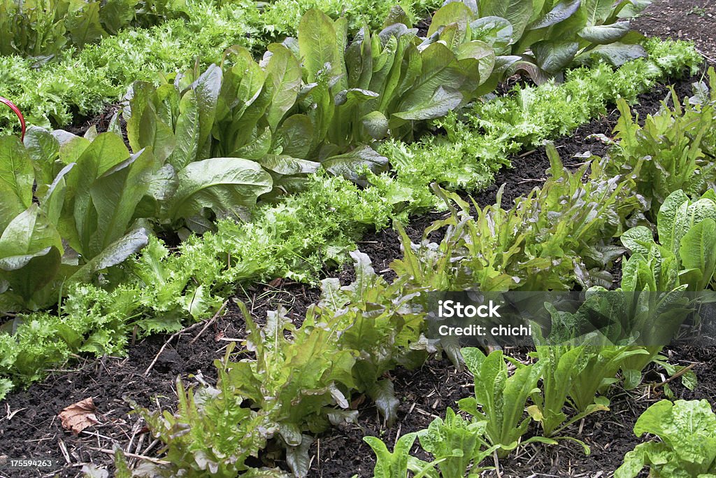 Gemüsegarten - Lizenzfrei Blatt - Pflanzenbestandteile Stock-Foto