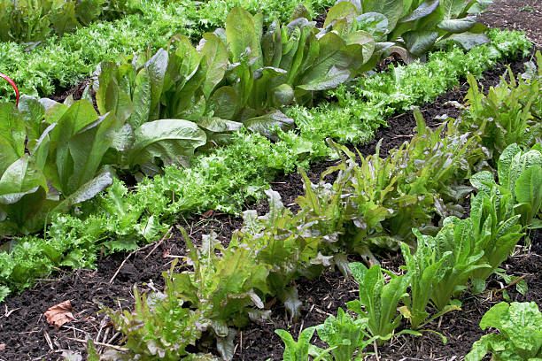 Vegetable garden stock photo