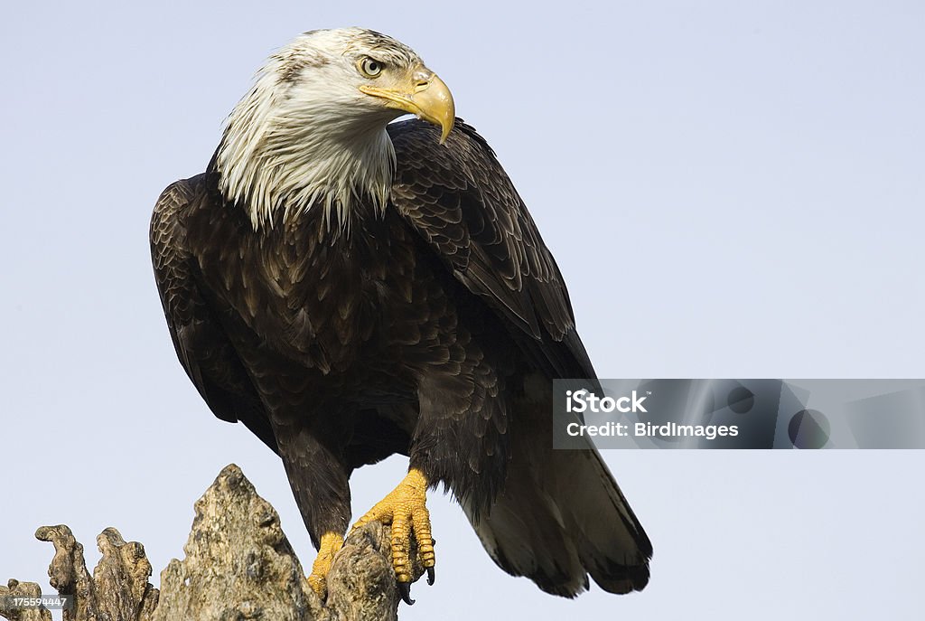 Weißkopfseeadler Standing- Alaska - Lizenzfrei Adler Stock-Foto