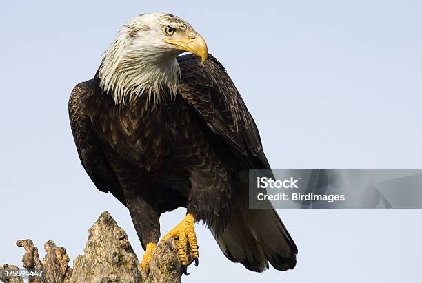 Weißkopfseeadler Standing Alaska Stockfoto und mehr Bilder von Adler - Adler, Fliegen, Fotografie