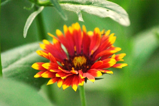 A vibrant close-up image of a yellow and red flower that appears to be ablaze in a sea of orange and yellow hues