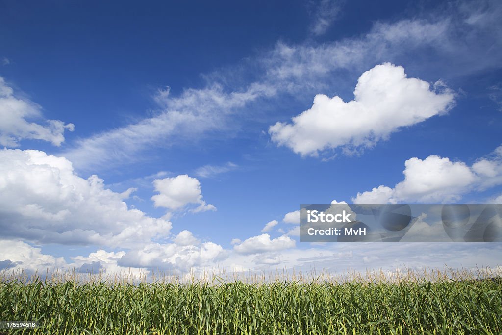 corn field y cielo de verano - Foto de stock de Maíz - Zea libre de derechos