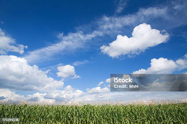 옥수수 필드 및 Summer Sky 옥수수에 대한 스톡 사진 및 기타 이미지 - 옥수수, 파란색, 하늘