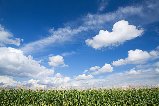 corn field and summer sky stock photo