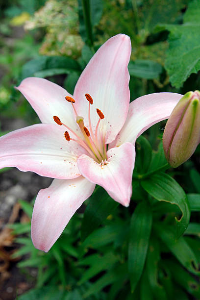 lilia - lily lily family temperate flower asiatic lily zdjęcia i obrazy z banku zdjęć