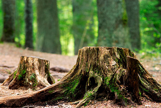 Close-up of deforested stumps in front of forest background stock photo
