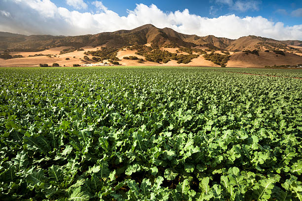 istock Crops grow on fertile farm land 175594742