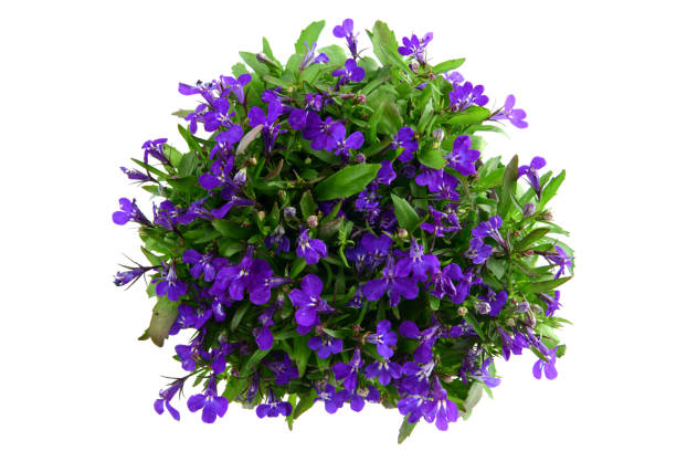 istock isolated blue Garden Lobelia (Lobelia erinus) 175594769