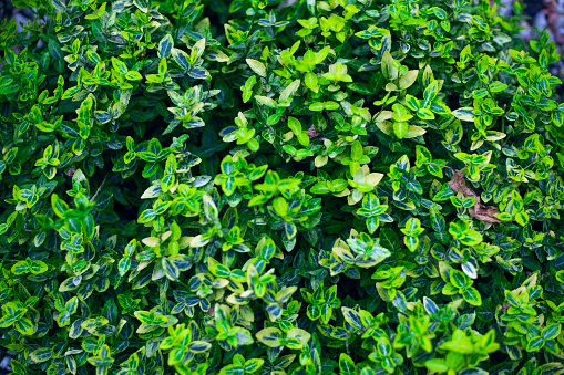 Macro photo of a green bush. Nature background. Blur