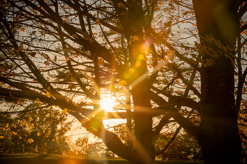 The sun setting behind fall trees that are almost bare for the season.