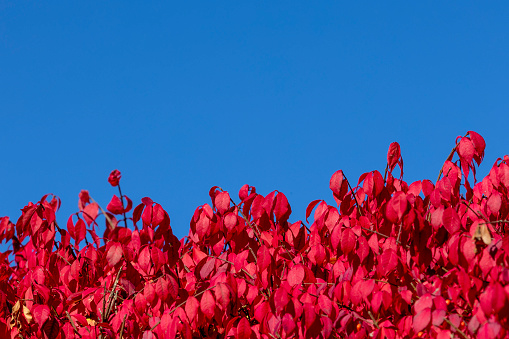 A red burning bush in the fall with the blue sky behind it.