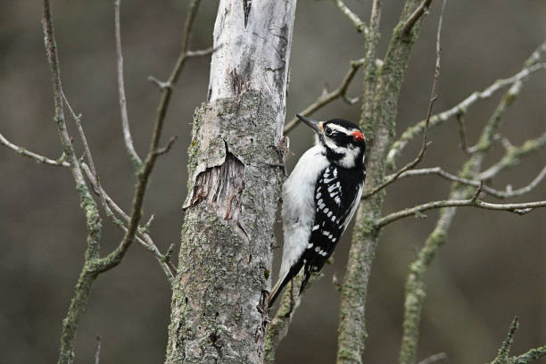 Male Hairy Woodpecker