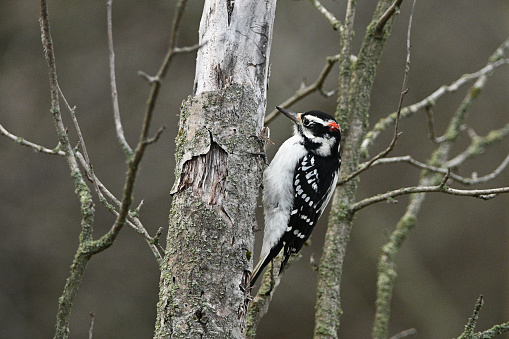 Close up of a male Hairy Woodpecker perched on the side of a dead tree