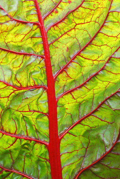 folha de acelga vermelha - ruby red chard - fotografias e filmes do acervo