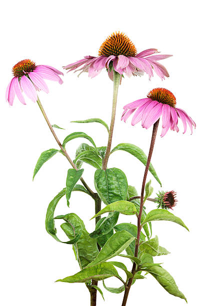 istock purple coneflower (echinacea purpurea) isolated on white 175596089