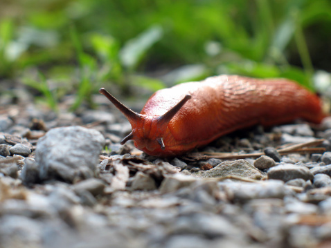 Macro shot of a red slug (arion rufus) crossing a forest path. The picture has a shallow depth of field.For more aAnimalsai pictures click below: