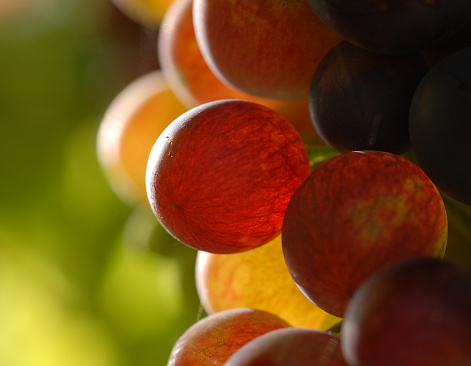 Nearly ripe grapes, backlit by the sun, rich, warm colours.