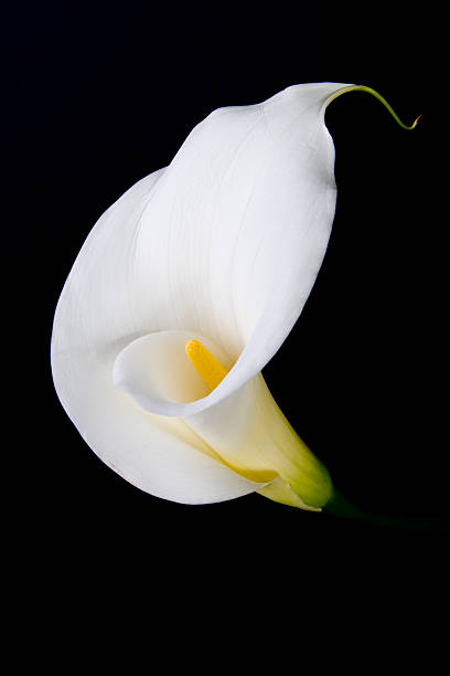 lírio calla-lírios series - lily calla lily flower single flower - fotografias e filmes do acervo