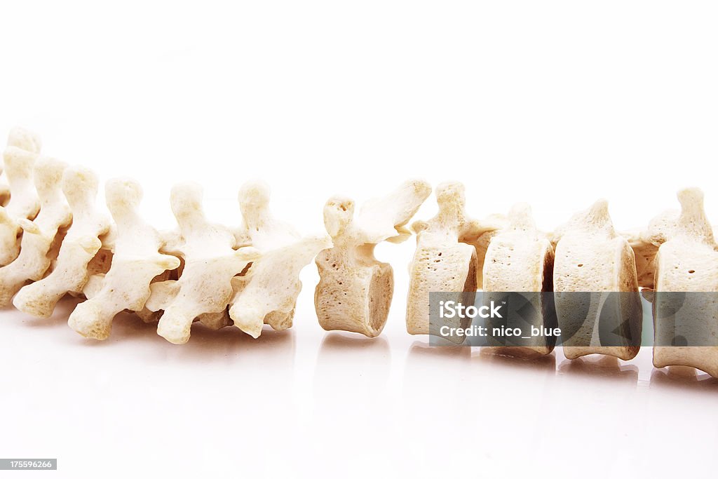 Coluna Vertebral - Royalty-free Anatomia Foto de stock