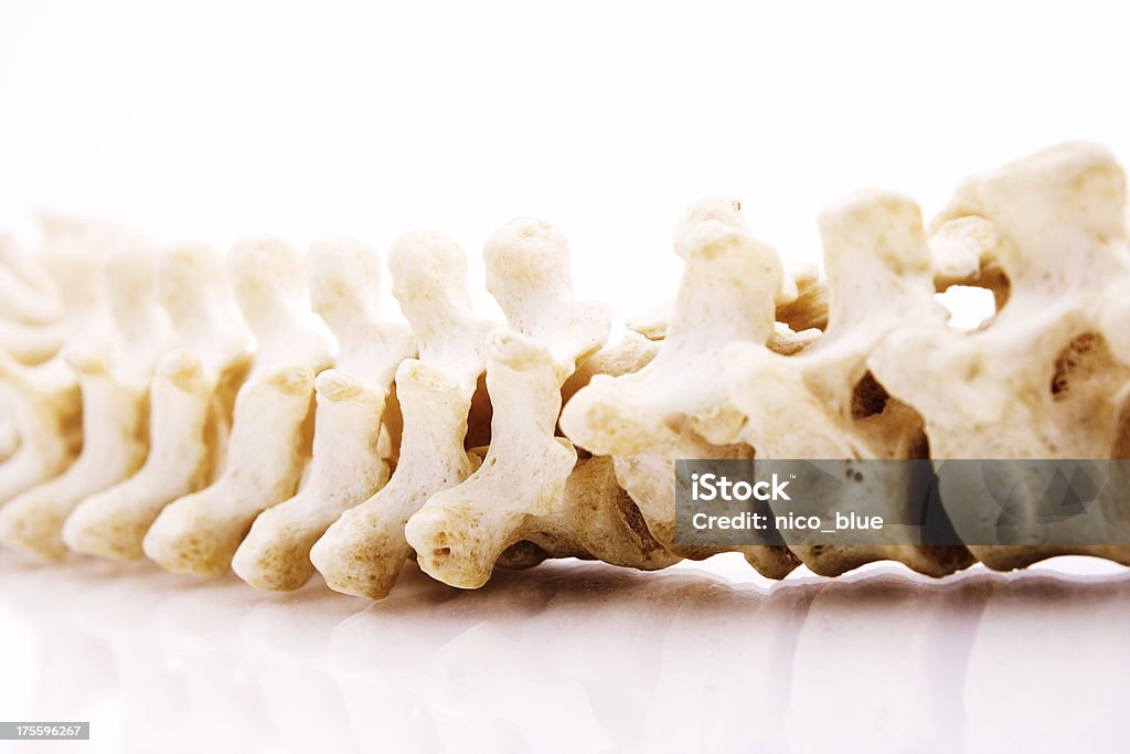 Spinal cord  Animal Vertebra Stock Photo