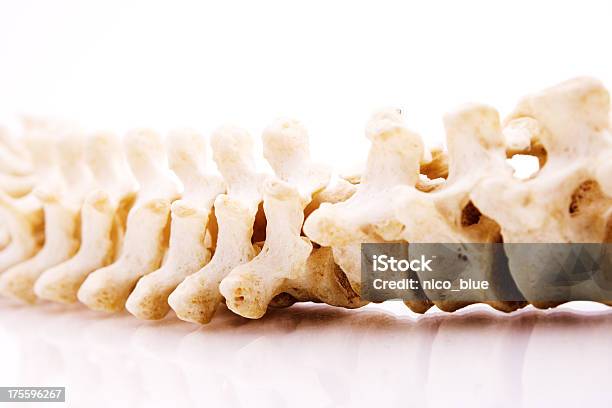 Spinal Cord Stock Photo - Download Image Now - Animal Vertebra, Human Vertebra, Anatomy