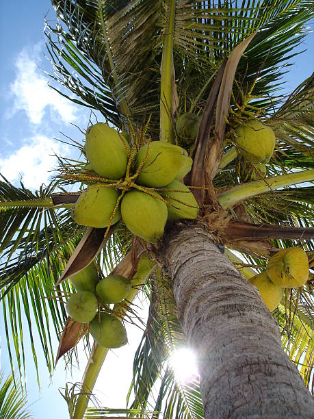 palm tree with coconuts from below - fsachs78 stockfoto's en -beelden