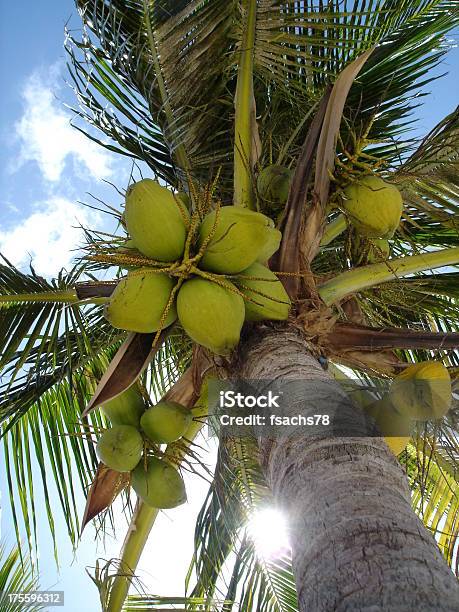 Пальма С Coconuts От Ниже — стоковые фотографии и другие картинки В тени - В тени, Вертикальный, Ветер