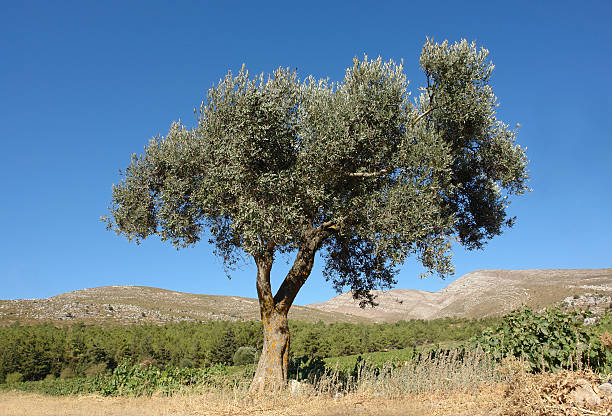 Lonely olive tree - foto de acervo