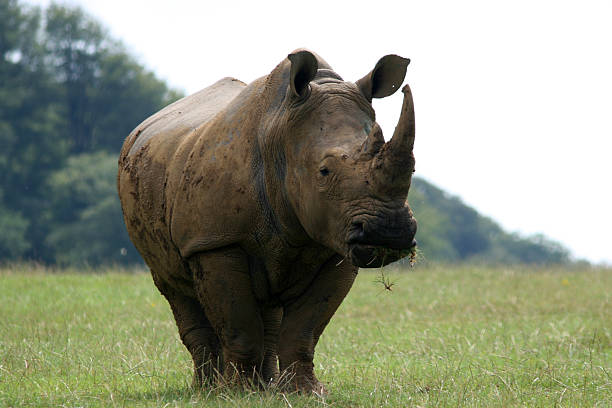 Rhino Close Up stock photo