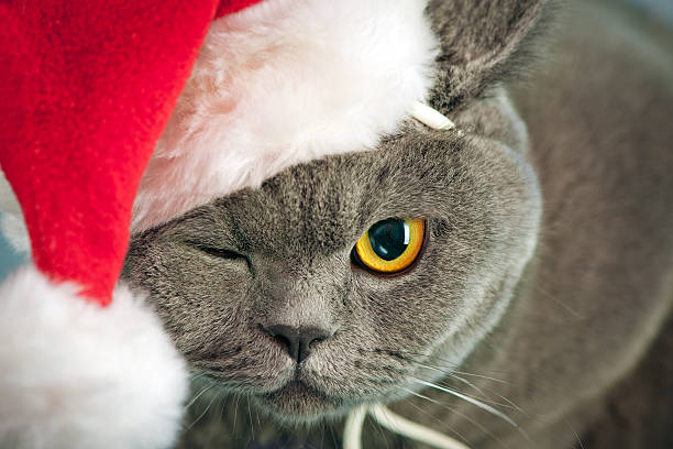 Christmas cat Christmas british shorthair cat in Santa hat cat in santa hat stock pictures, royalty-free photos & images