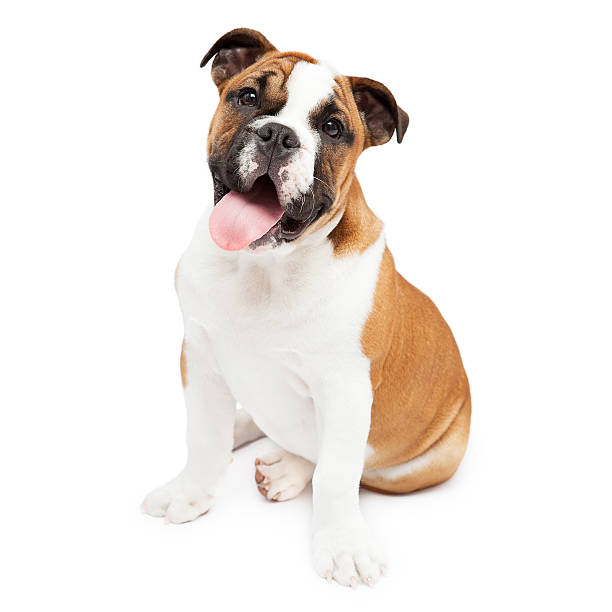 istock English Bulldog Relaxed and Looking 175596712