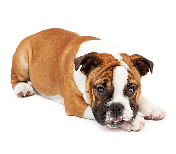 istock English Bulldog Lying Down 175596714