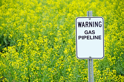 A sign showing there is a gas line under a blooming canola field...  riches from the land for Alberta.