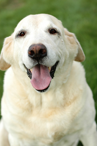 Happy Golden Retriever Portrait outdoor