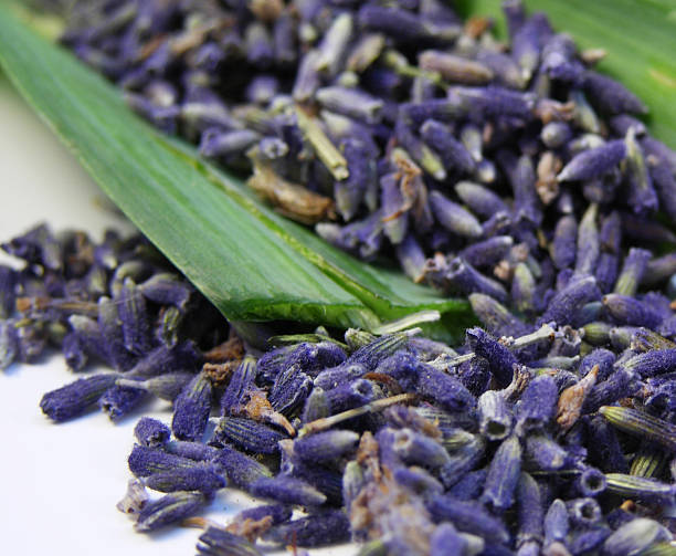 Lavendel-Samen auf Grün – Foto