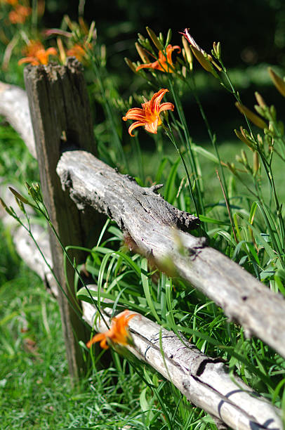 Weathered Fence stock photo