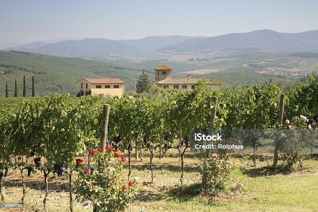 Vignoble près de Gabbiano de Chianti Valley - Photo de Fleur - Flore libre de droits