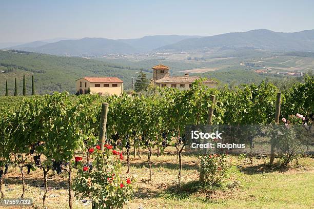 Photo libre de droit de Vignoble Près De Gabbiano De Chianti Valley banque d'images et plus d'images libres de droit de Fleur - Flore - Fleur - Flore, Montagne, Plante grimpante et vigne