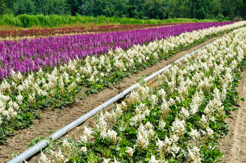 Irrigation pipes with sprinkler valves are laid between rows of white and purple astilbe flowers on a farm in Deerfield, Massachusetts during an unusually dry summer.