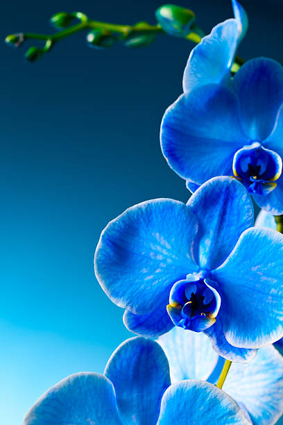 Blue Orchideen – Foto