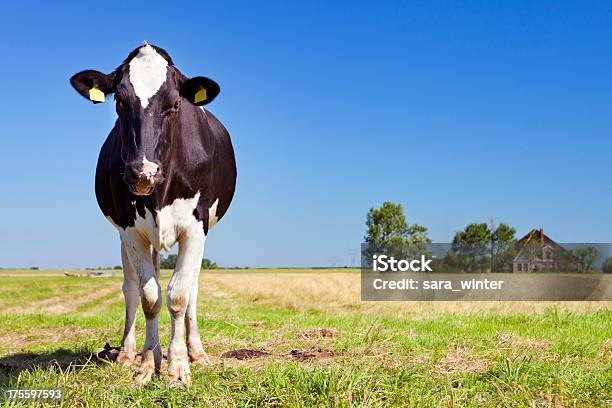 Kühe Auf Grünen Feld An Einem Klaren Tag Stockfoto und mehr Bilder von Agrarbetrieb - Agrarbetrieb, Aufnahme von unten, Bauernhaus