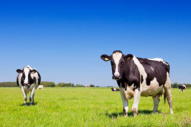 as vacas em campo gramado fresco em um dia claro - cow field dutch culture netherlands - fotografias e filmes do acervo