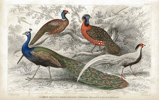 paw i bażanty stary 1852 litho drukowania - egzotyczny ptak obrazy stock illustrations