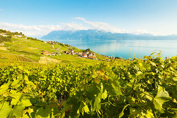 vineyard near Lac leman