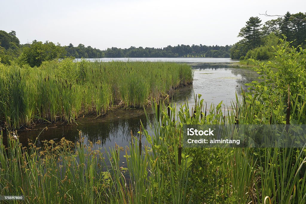 Lago en Wellesley - Foto de stock de Massachusetts libre de derechos