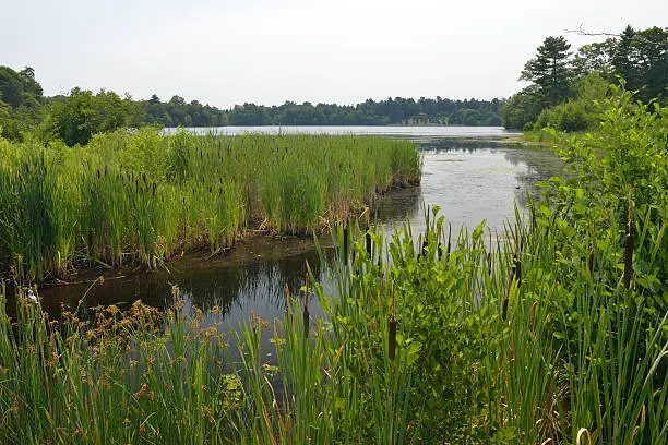 Photo of Lake in Wellesley