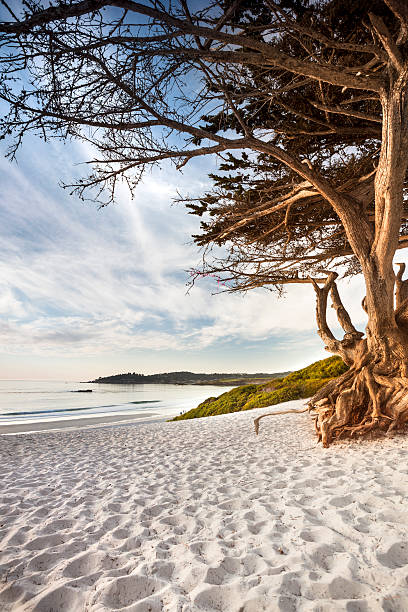 carmel spiaggia di carmel-by-the-sea - pebble beach california foto e immagini stock