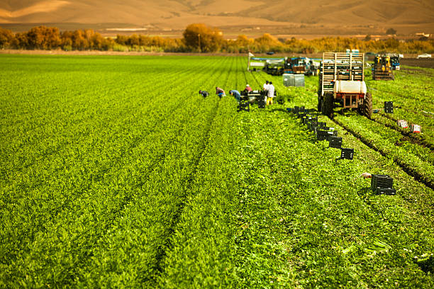 урожай сельскохозяйственных рабочих из сельдерейной укороченный на плодородной сельскохозяйственных земель - salinas стоковые фото и изображения